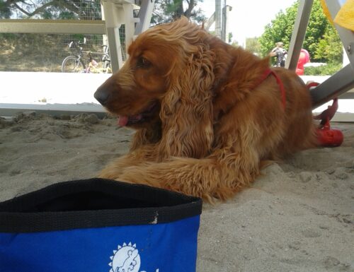 Il Camping Vigna sul Mar accetta cani gratuitamente