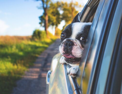 5 consigli per portare il cane in macchina sereno
