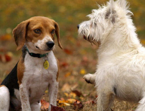 E’ vero che un cane piccolo richiede meno impegno di un cane grande?