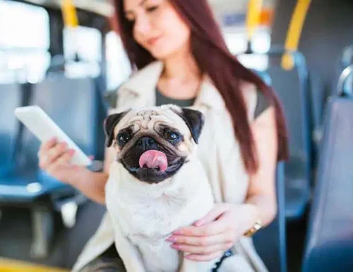 Portare il cane sui mezzi pubblici le tre regole fondamentali