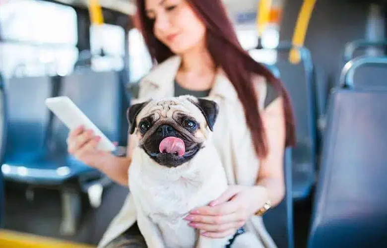 Portare il cane sui mezzi pubblici le tre regole fondamentali