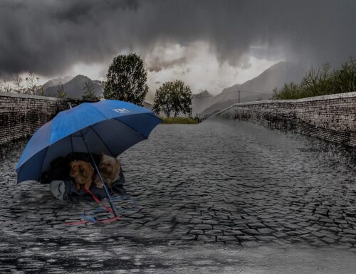 Se il cane prende la pioggia si ammala?