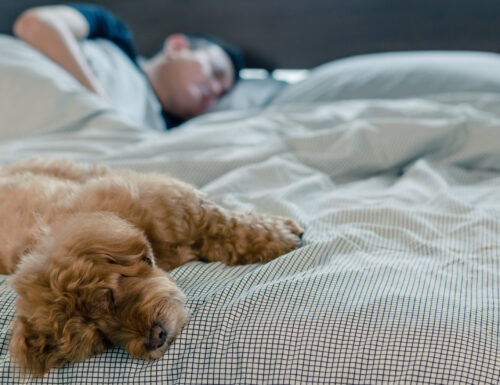 E’ giusto far dormire il cane nel proprio letto?
