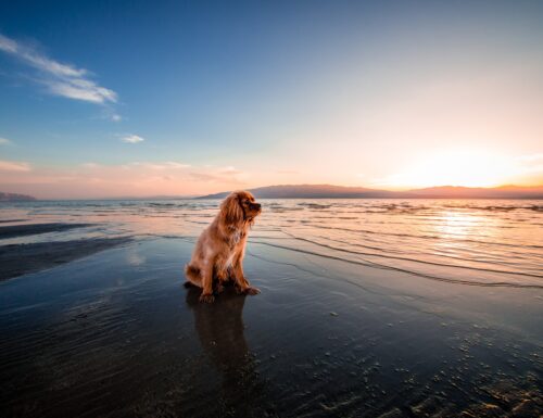 In spiaggia con il cane